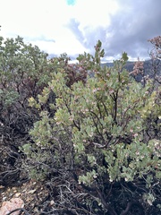 Arctostaphylos nissenana