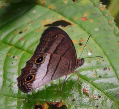Euptychoides nossis