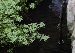 Callitriche palustris