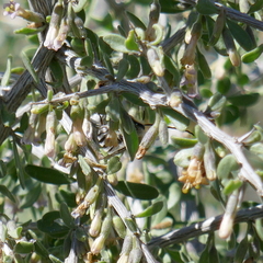 Eucera