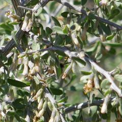 Eucera