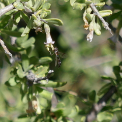 Hypocritanus lemur