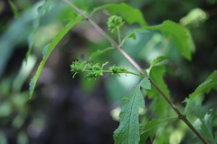 Dasistoma macrophylla