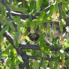 Eucera