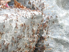 Acanthomyops