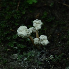 Cordyceps sinclairii