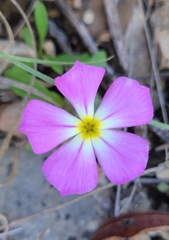 Phlox roemeriana