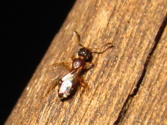 Technomyrmex gibbosus