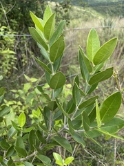 Olea capensis enervis