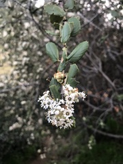 Ceanothus crassifolius