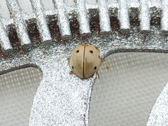 Olla roatanensis