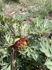 Paeonia brownii