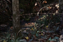 Erythronium umbilicatum