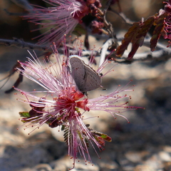 Celastrina echo