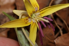 Erythronium umbilicatum