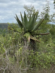 Aloe marlothii marlothii