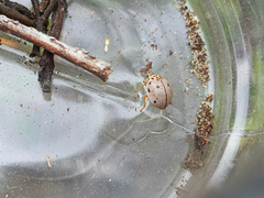 Olla roatanensis