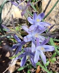 Androstephium coeruleum