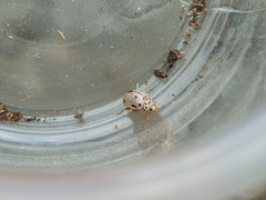 Olla roatanensis
