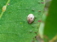 Olla roatanensis