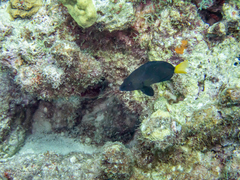 Hypoplectrus chlorurus