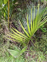 Rhopalostylis