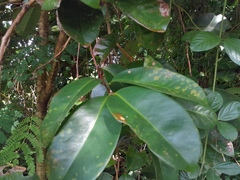 Syzygium forte