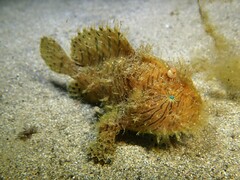 Antennarius striatus