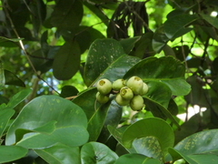 Syzygium forte