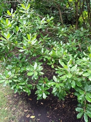 Planchonella costata