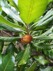 Planchonella costata