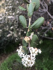 Ceanothus crassifolius