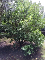 Planchonella costata