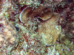 Porites astreoides