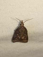 Platynota idaeusalis