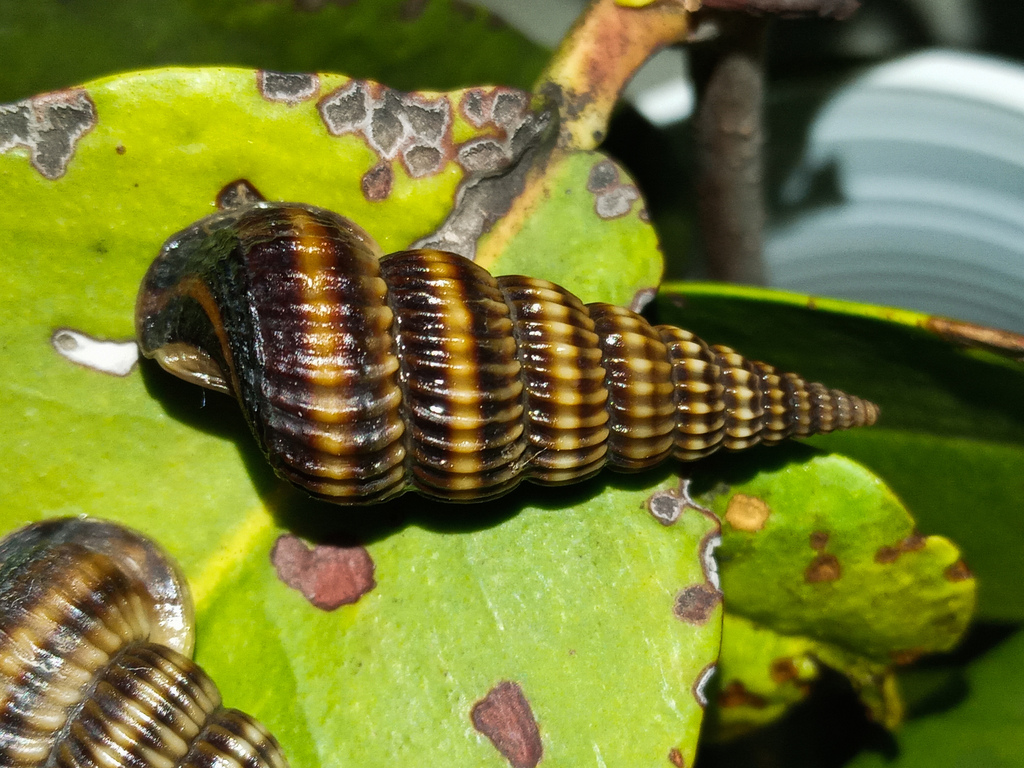 Cerithideopsis montagnei