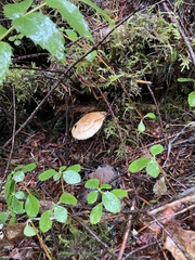 Hydnum oregonense
