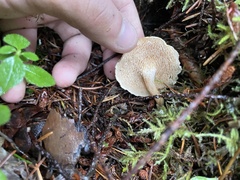 Hydnum oregonense