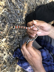 Lampropeltis multifasciata