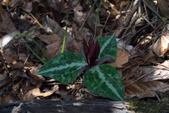 Trillium underwoodii