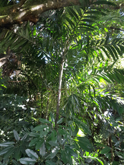 Ptychosperma elegans