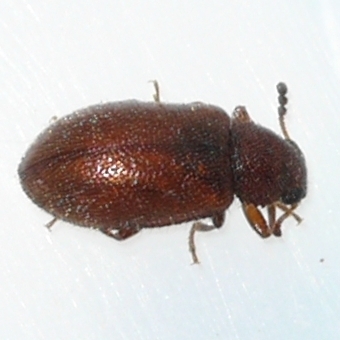 Paratenetus punctatus