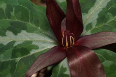 Trillium underwoodii