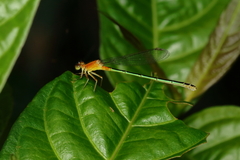 Ischnura fluviatilis