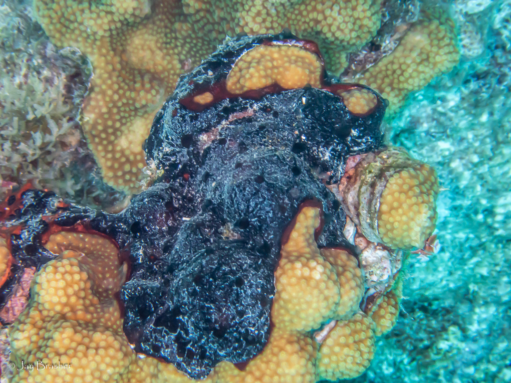 Artemisina melana
