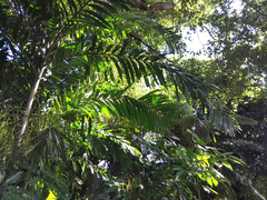 Ptychosperma elegans