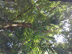 Ptychosperma elegans