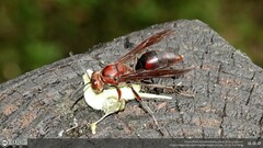 Polistes tenebricosus