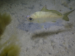 Gerres subfasciatus