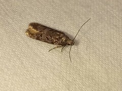 Chionodes mediofuscella